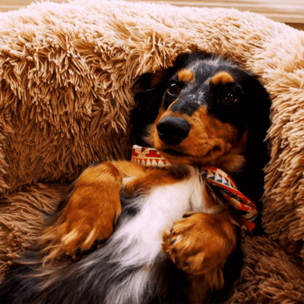 Lit pour chat et chien PEACEFUL POOCH – Image 5